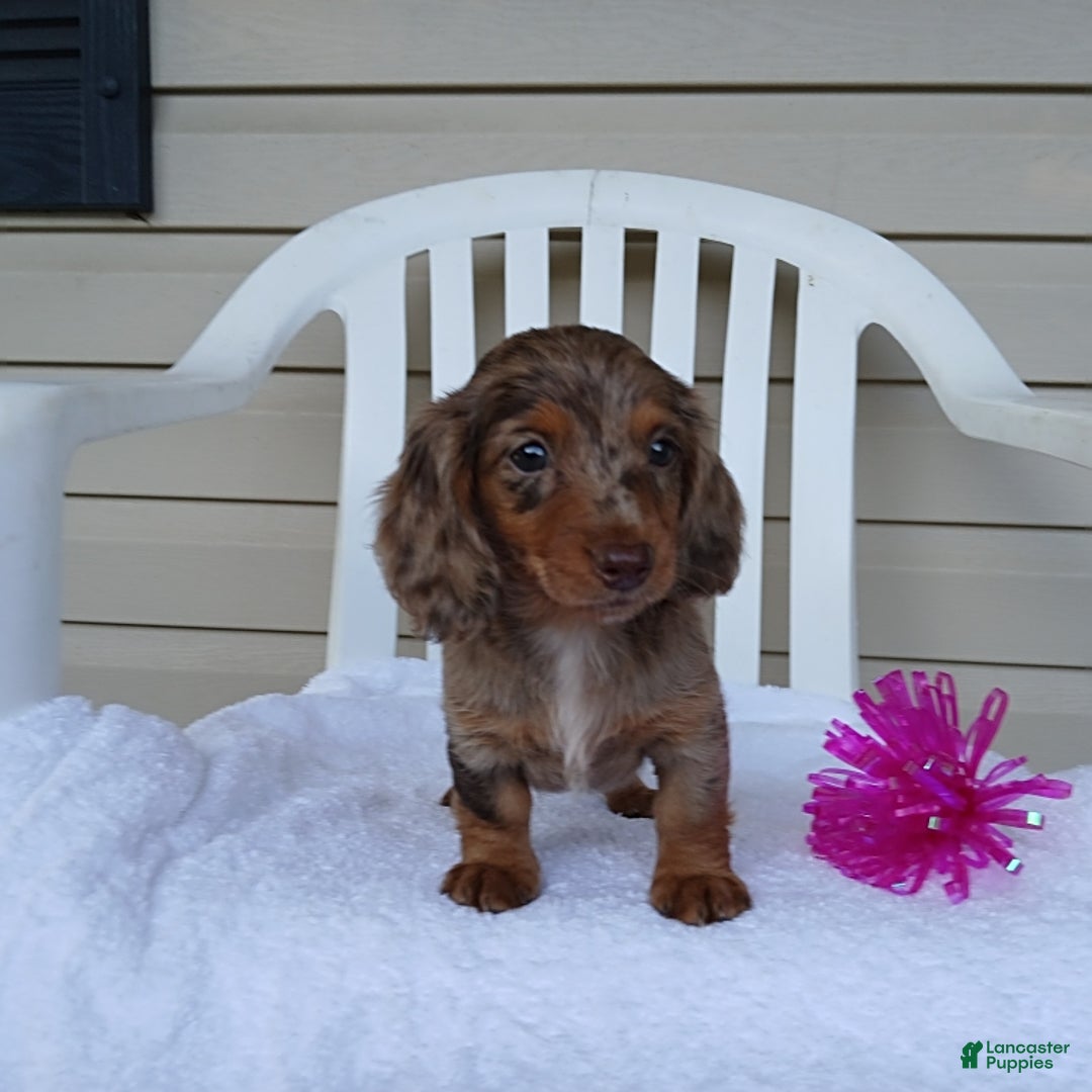 Miniature Dachshund dogs for sale: Sasha - Image 2