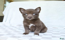 Pomsky dogs for sale: Buddy - Image 2