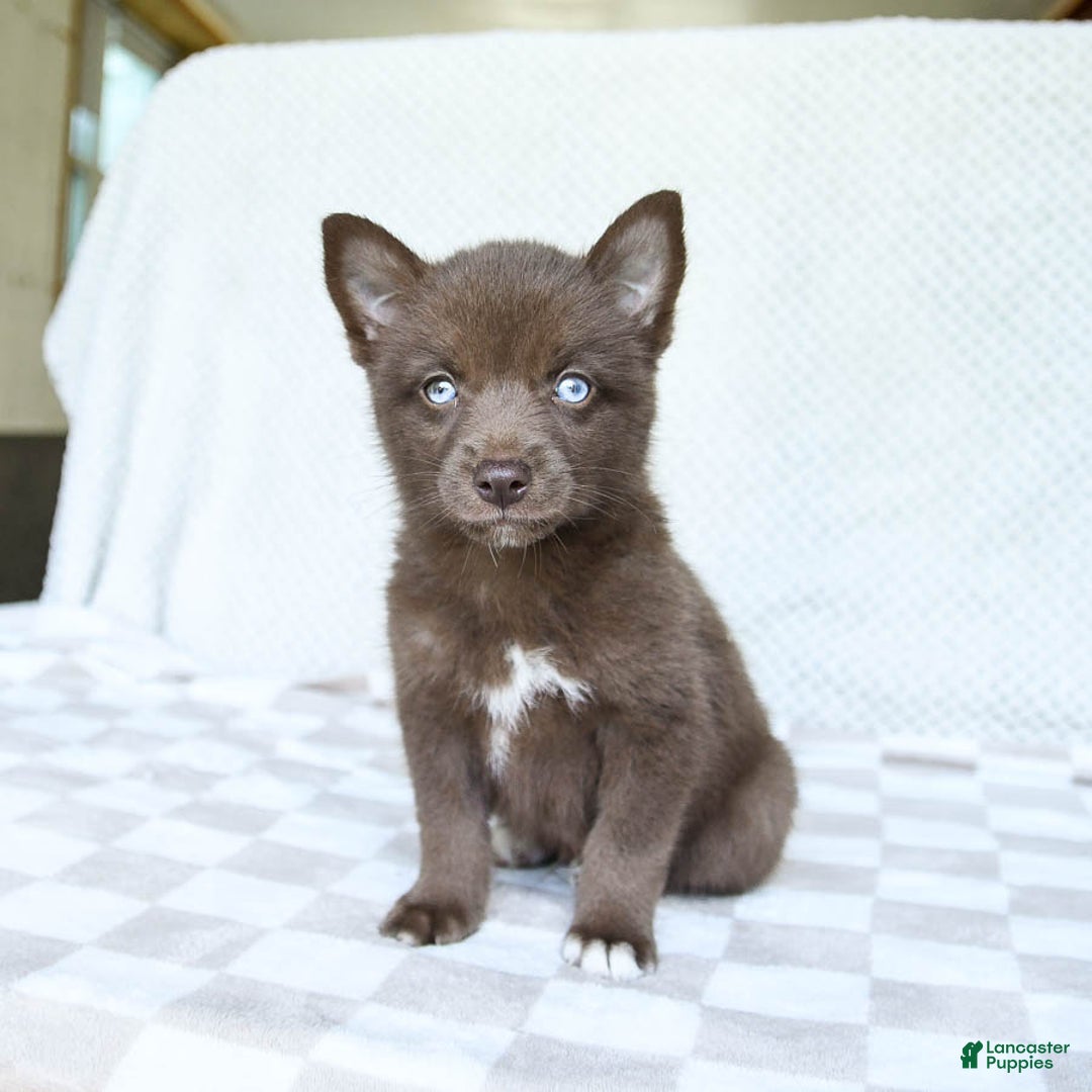 Pomsky dogs for sale: Buddy - Image 2