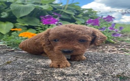  dogs for sale: Bailey - Image 2