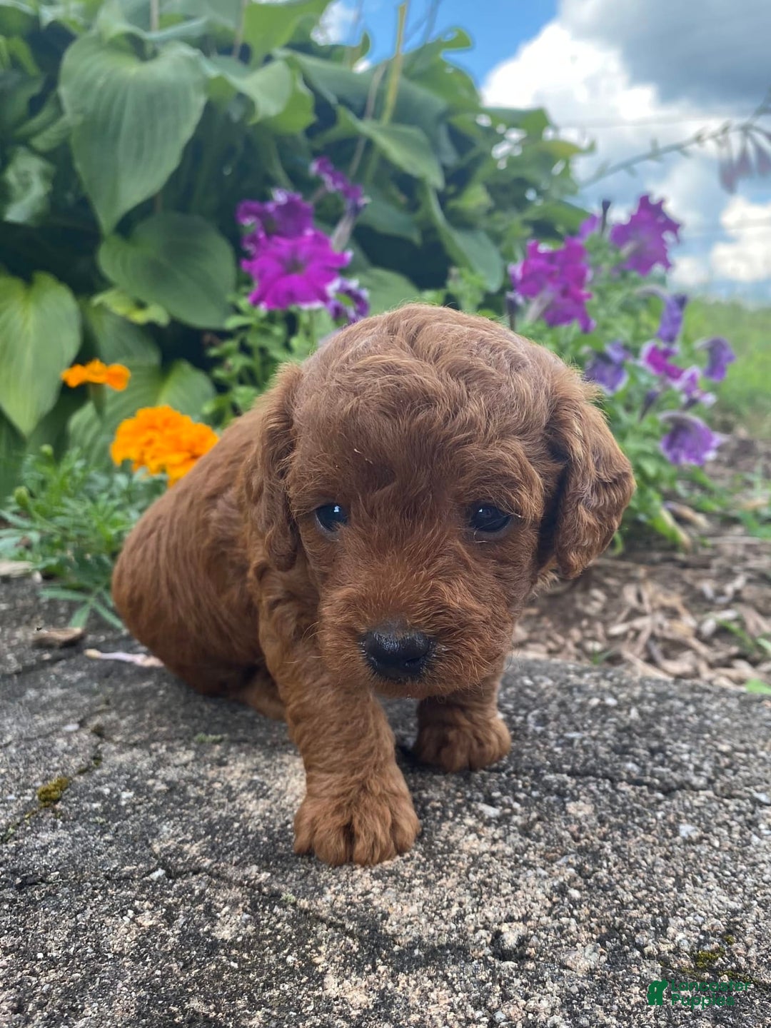  dogs for sale: Bailey - Image 2