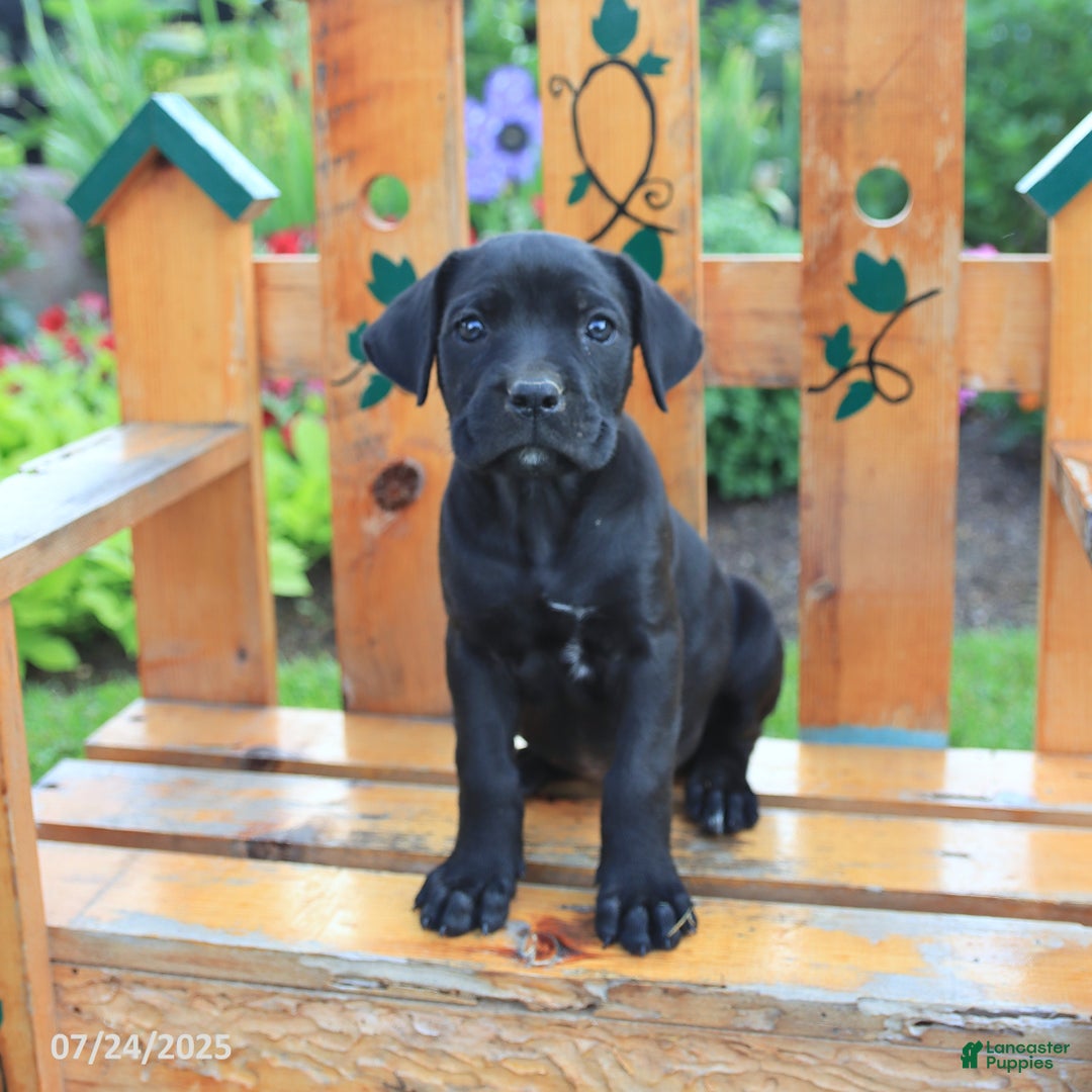 Cane Corso dogs for sale: Kelsey - Image 3