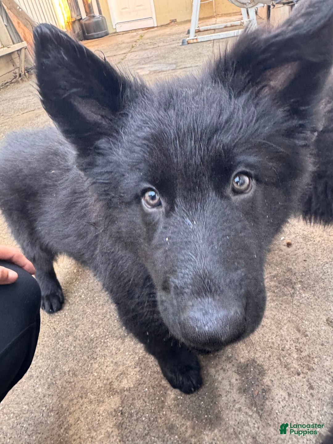 German Shepherd dogs for sale: Nemesis - Image 4