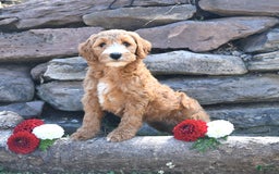 Mini Goldendoodle dogs for sale: Sophie - Image 1
