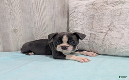 Frenchton dogs for sale: Lincoln - Image 1