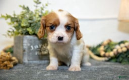 Cavalier King Charles Spaniel dogs for sale: Cora - Image 3