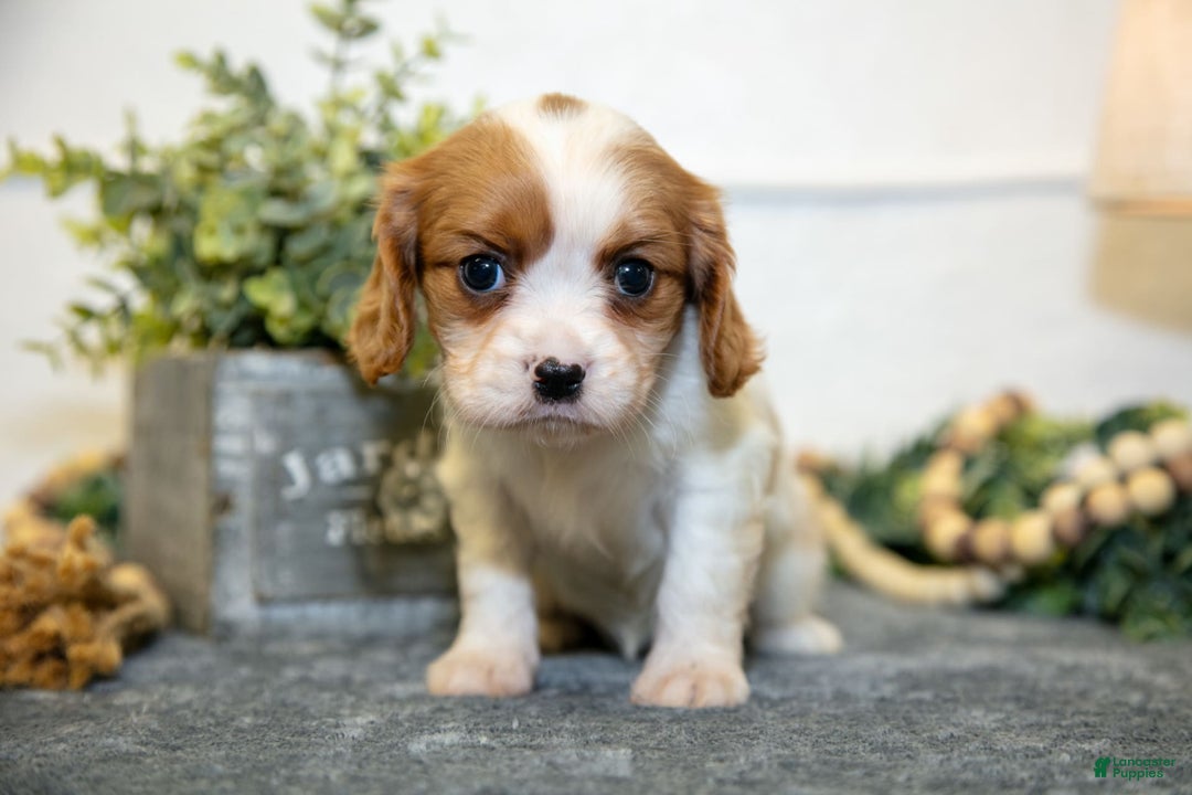 Cavalier King Charles Spaniel dogs for sale: Cora - Image 3