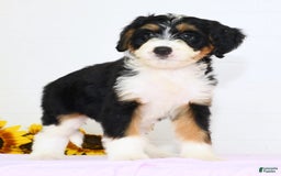 Mini Bernedoodle dogs for sale: Skye - Image 4