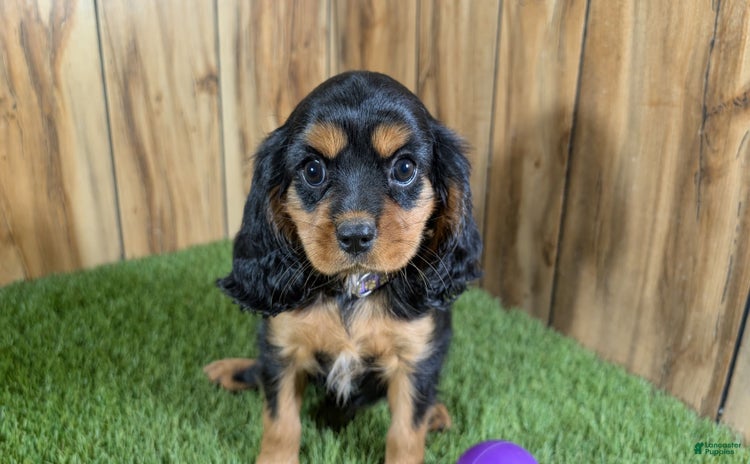 Cavalier King Charles Spaniel dogs for sale - Ad 1