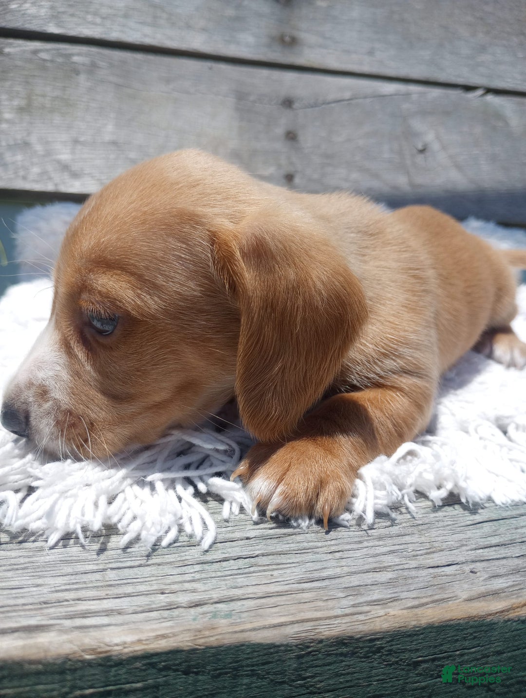 Miniature Dachshund dogs for sale: Elmer - Image 12
