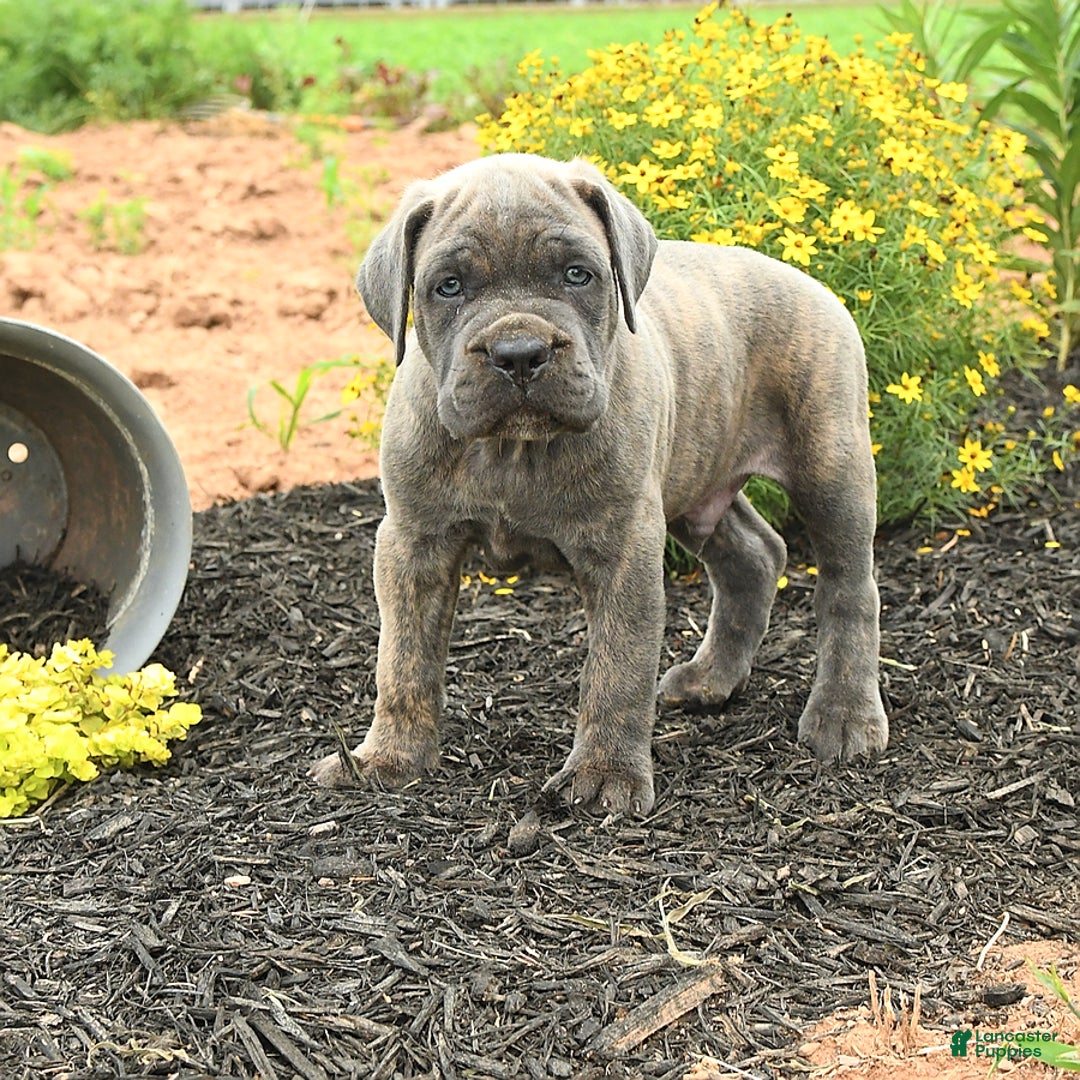 Cane Corso dogs for sale: Ivar - Image 3