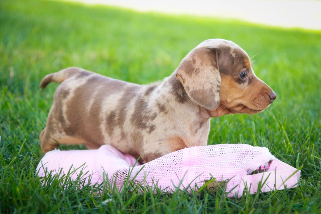 Miniature Dachshund dogs for sale: Feliz - Image 2