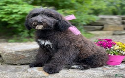 Standard Poodle dogs for sale: Gypsy - Image 23