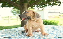 Cane Corso dogs for sale: Harley - Image 5