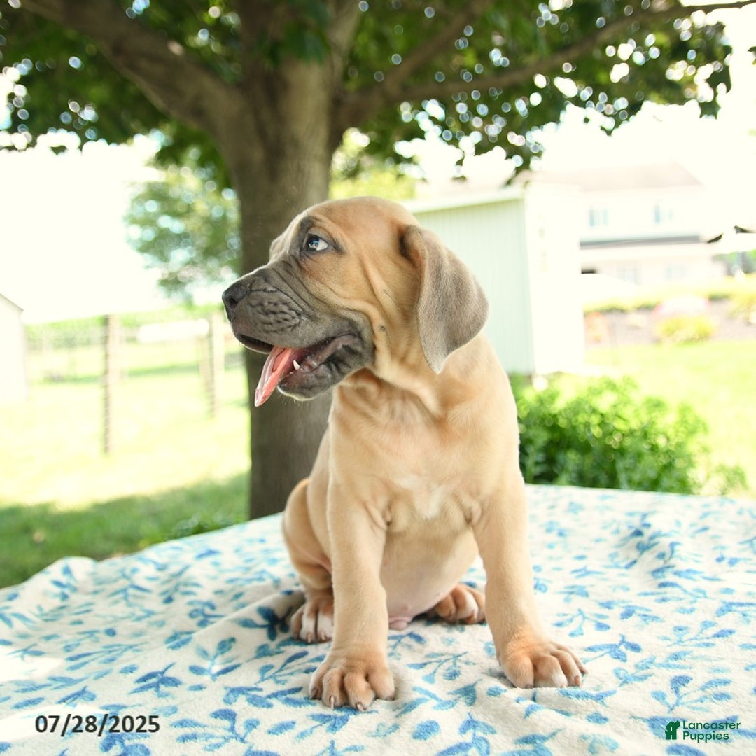 Cane Corso dogs for sale: Harley - Image 5