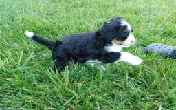 Mini Bernedoodle dogs for sale: Kelsey - Image 7