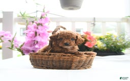 Toy Poodle dogs for sale: Violet - Image 5