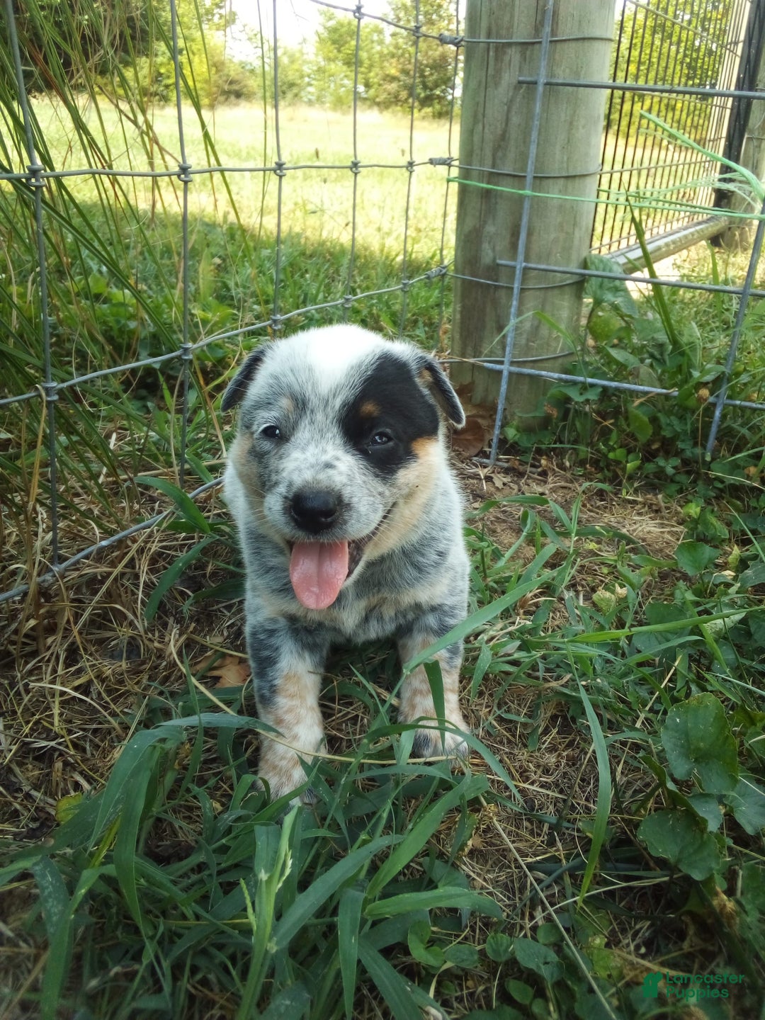 Australian Cattle Dog dogs for sale: Spice - Image 1