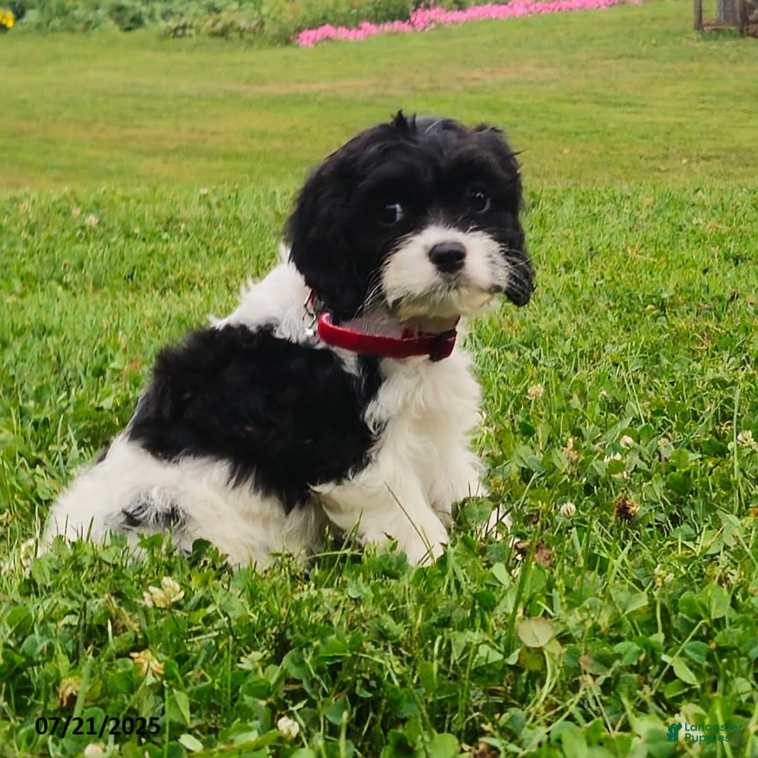 Cavapoo dogs for sale: Maria - Image 1