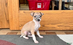 Italian Greyhound dogs for sale: Gerald - Image 8