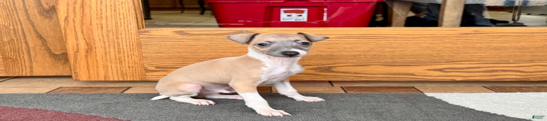 Gerald