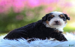 Mini Bernedoodle dogs for sale: Milo - Image 7