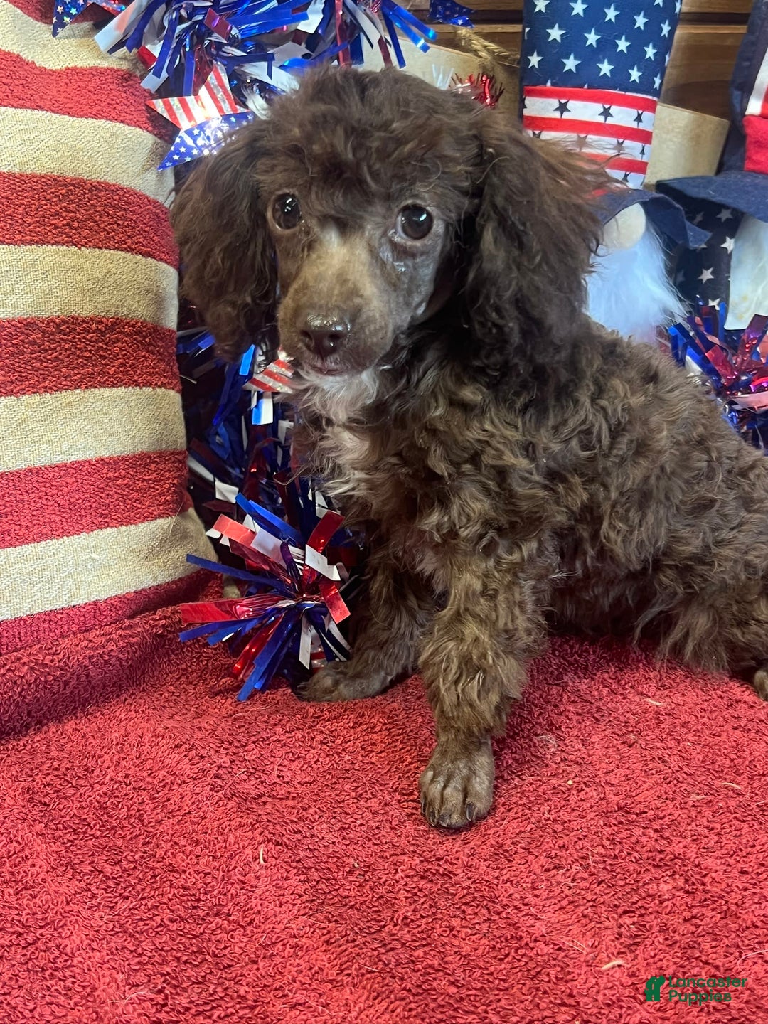 Toy Poodle dogs for sale: Max - Image 3
