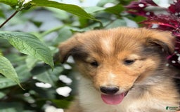 Collie dogs for sale: Alvin - Image 8