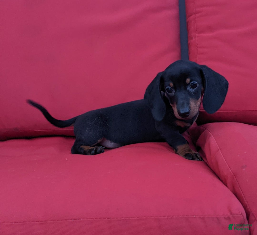 Miniature Dachshund dogs for sale: Freddie - Image 12