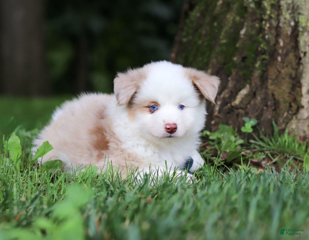 Miniature Australian Shepherd dogs for sale: Frisky - Image 1