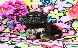 Yorkiepoo dogs for sale: Ziggy - Image 4