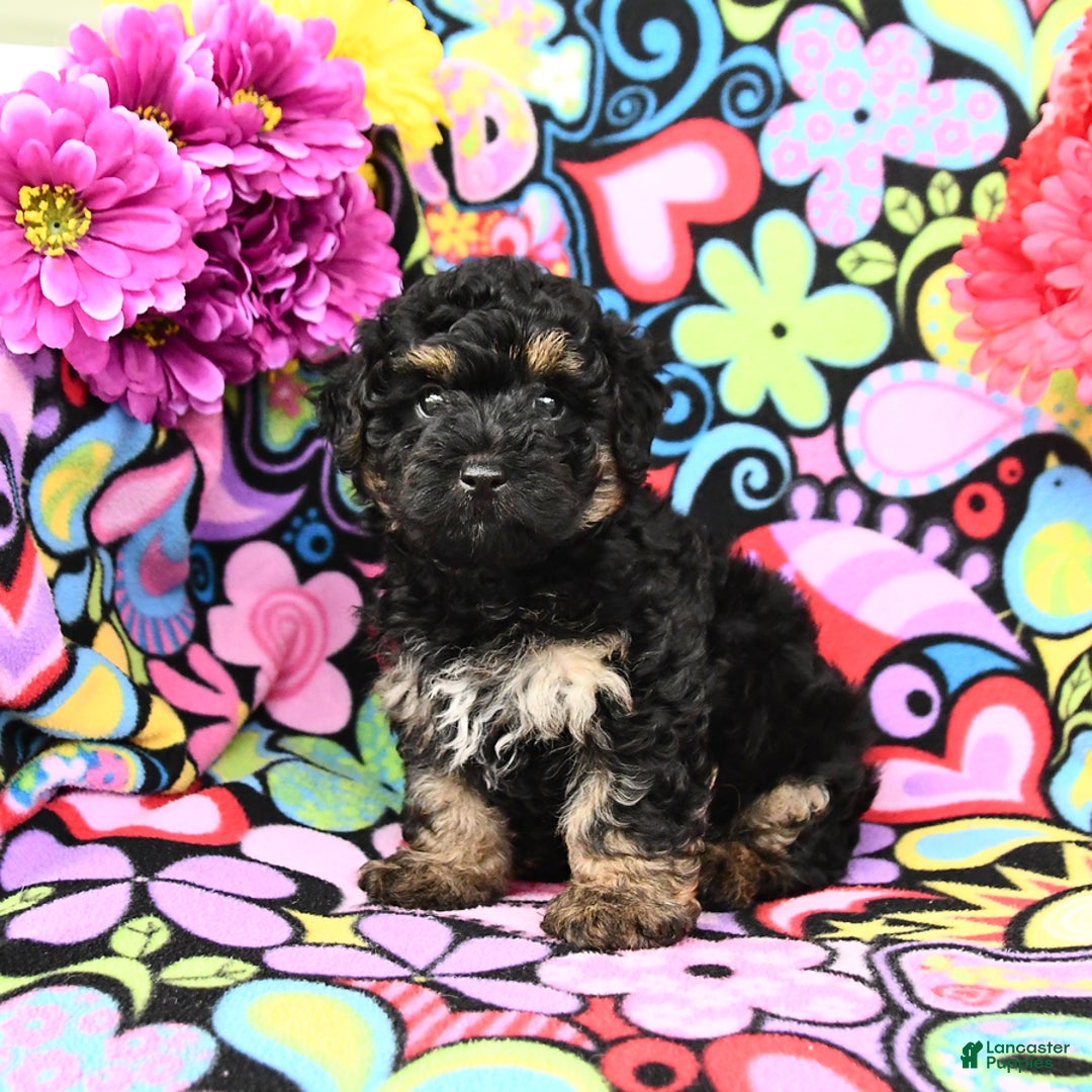 Yorkiepoo dogs for sale: Ziggy - Image 4