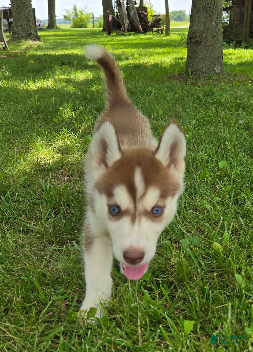 Siberian Husky dogs for sale: Jubilee - Image 3