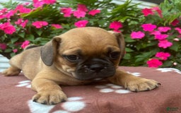 Puggle dogs for sale: Ernie - Image 7