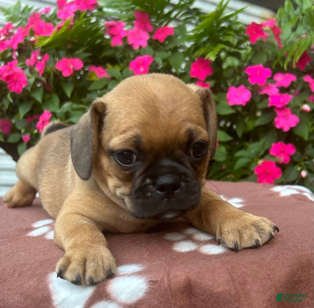 Puggle dogs for sale: Ernie - Image 7