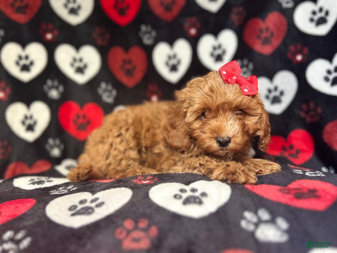 Cavapoo dogs for sale: Shayla - Image 9