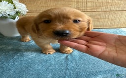 Golden Retriever dogs for sale: Lexi - Image 15