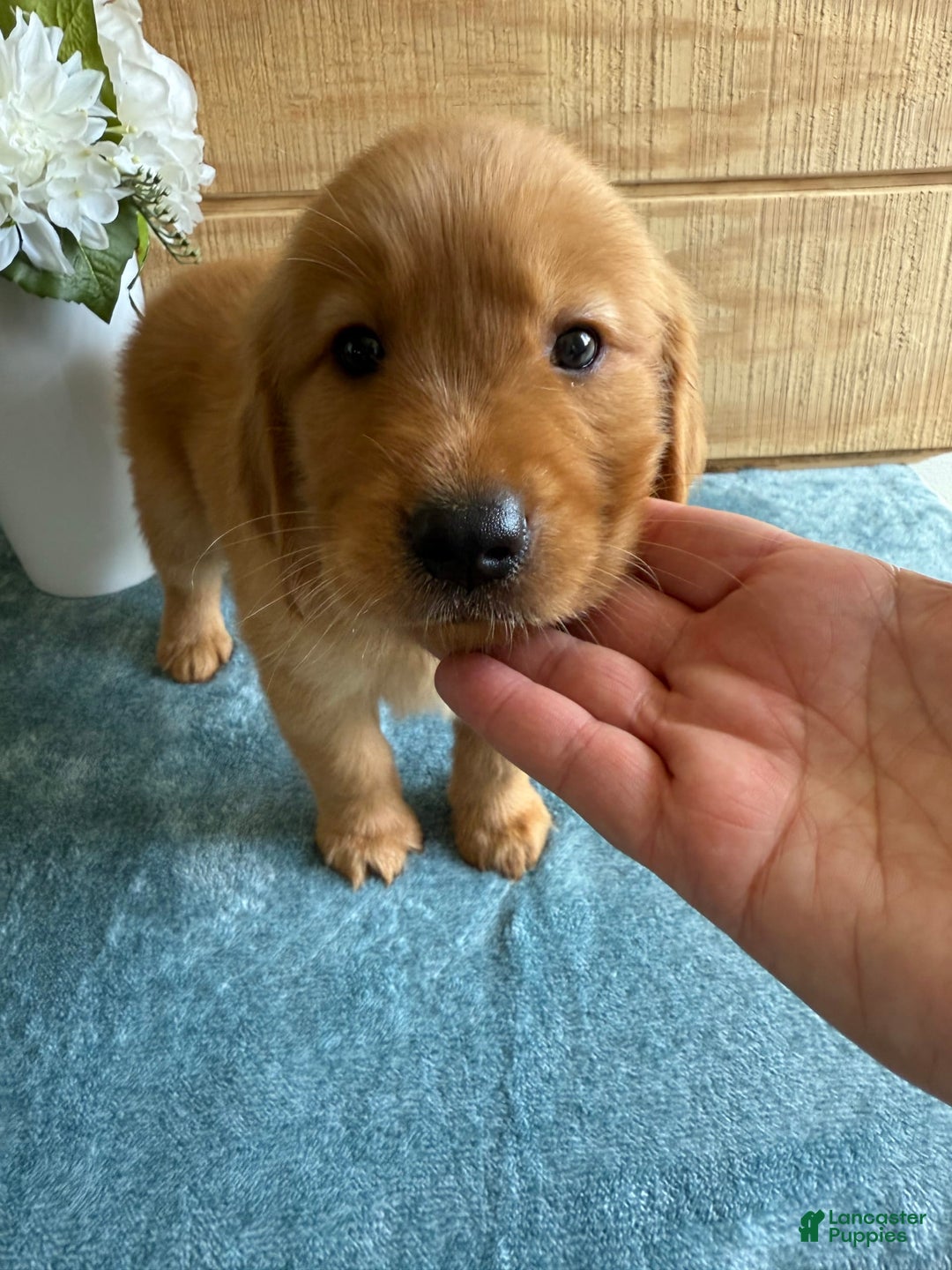 Golden Retriever dogs for sale: Lexi - Image 15