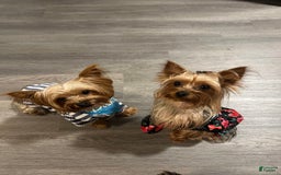 Yorkshire Terrier dogs for sale: Lola - Image 13