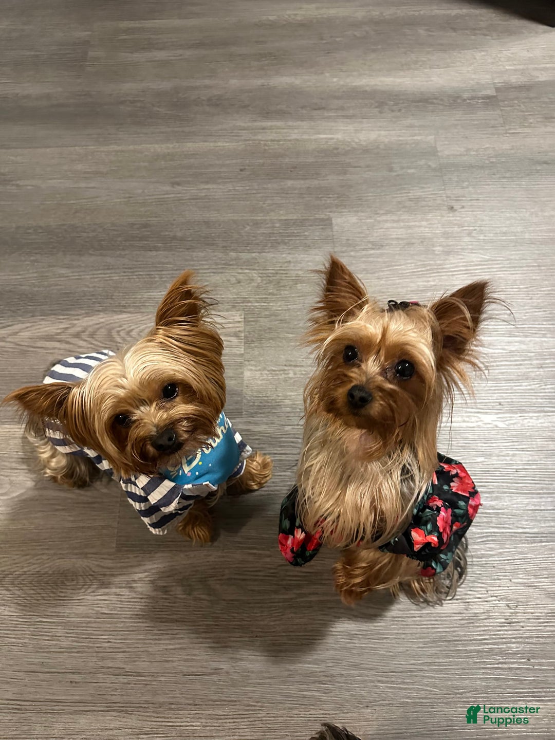 Yorkshire Terrier dogs for sale: Lola - Image 13