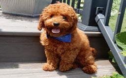 Cavapoo dogs for sale: Biscuit - Image 15