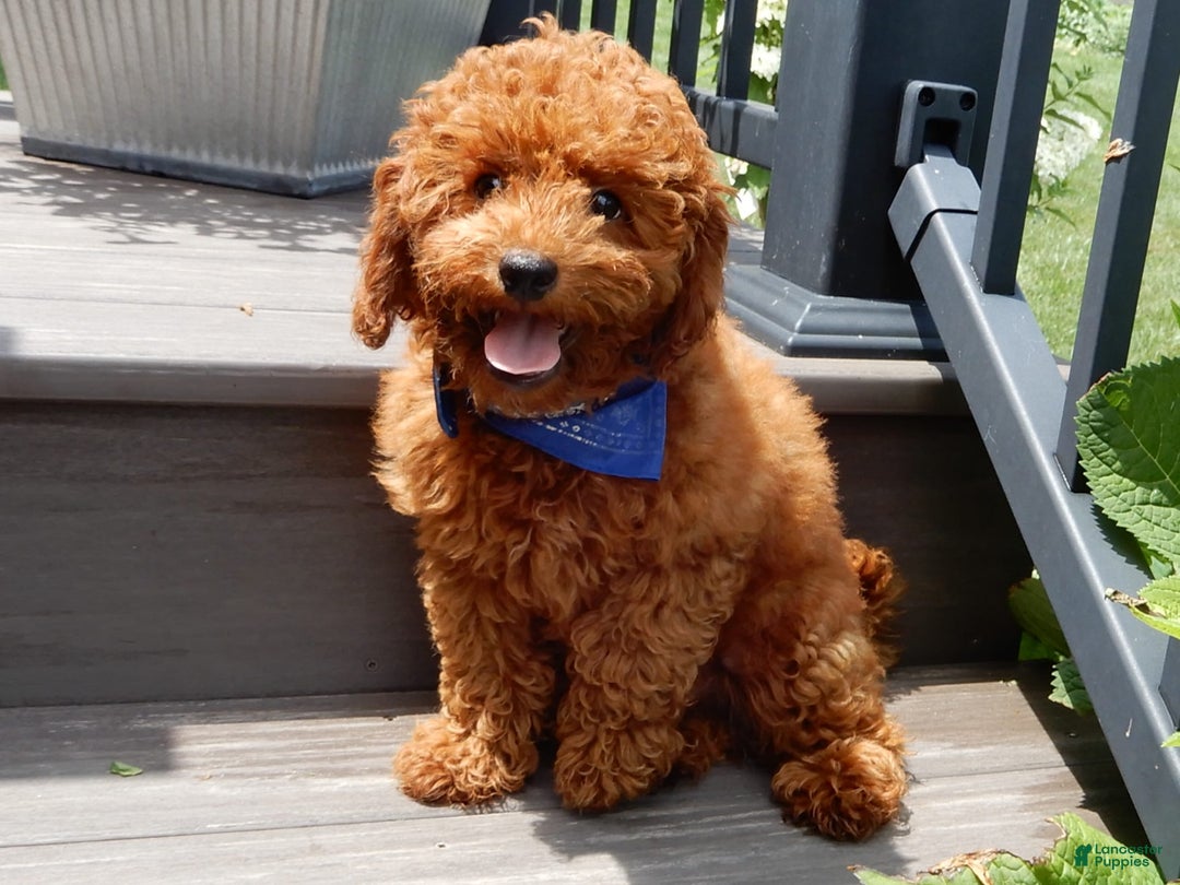Cavapoo dogs for sale: Biscuit - Image 15