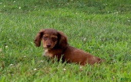 Miniature Dachshund dogs for sale: Dexter - Image 8