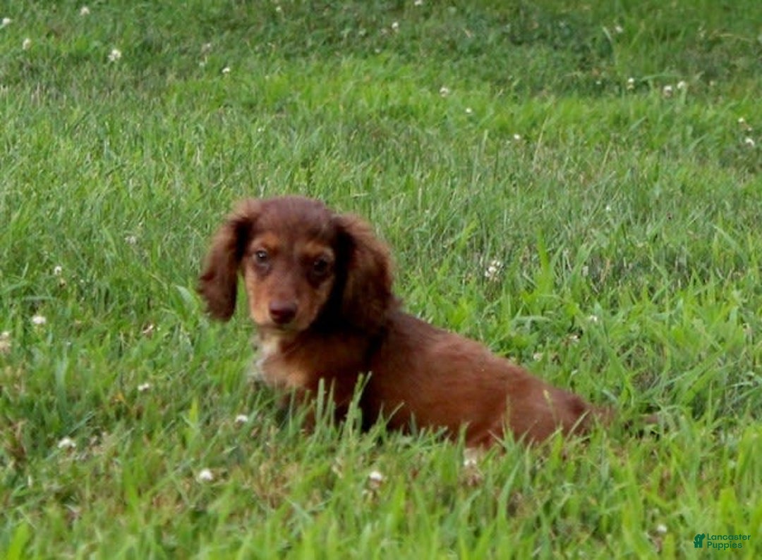 Miniature Dachshund dogs for sale: Dexter - Image 8