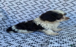 Cockapoo dogs for sale: Teddy - Image 6