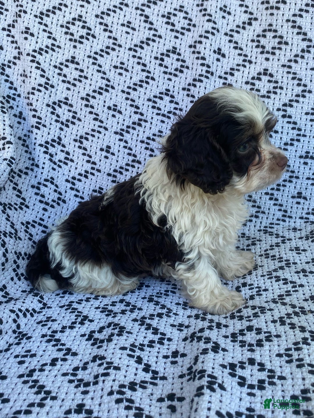 Cockapoo dogs for sale: Teddy - Image 6