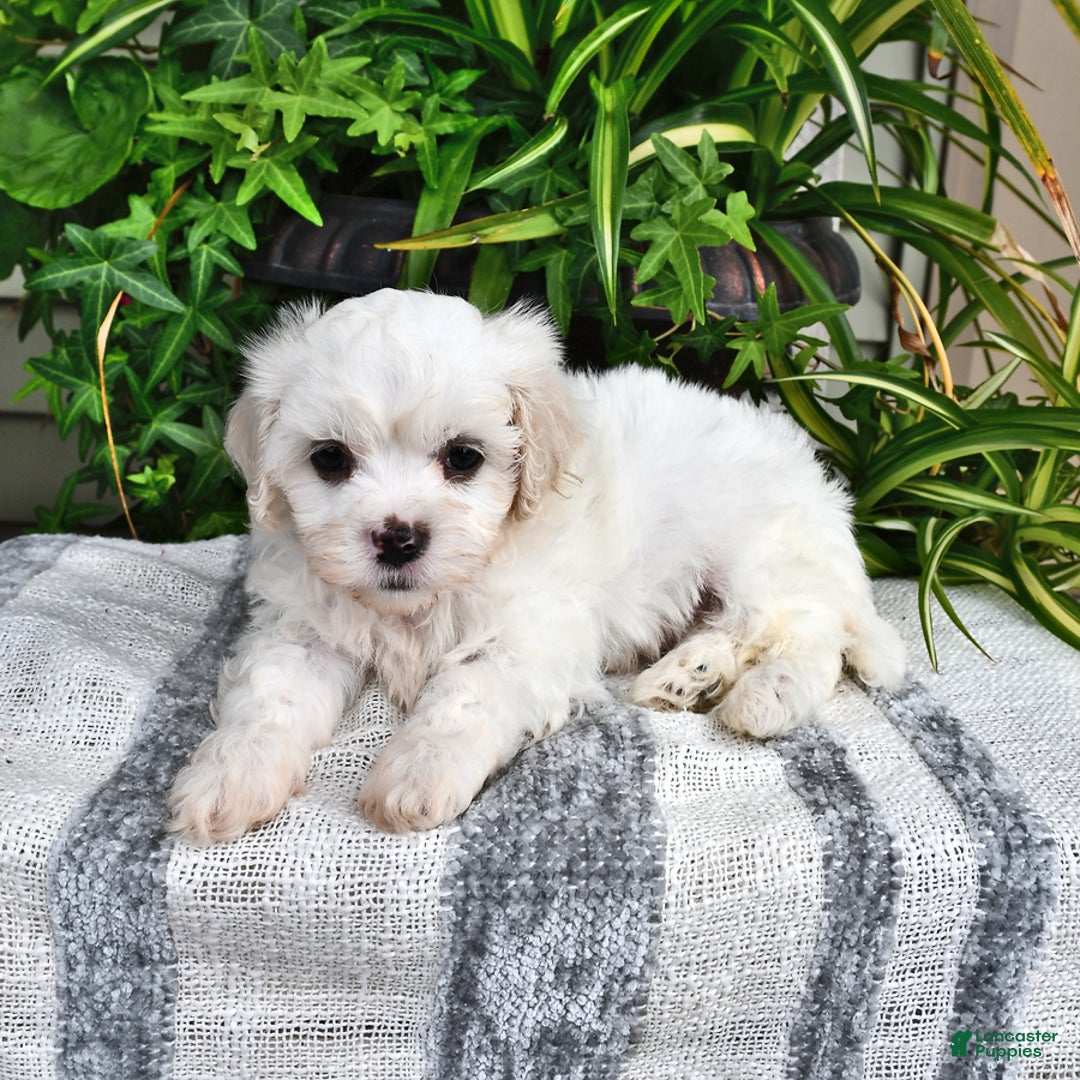 Cavachon dogs for sale: Max - Image 3