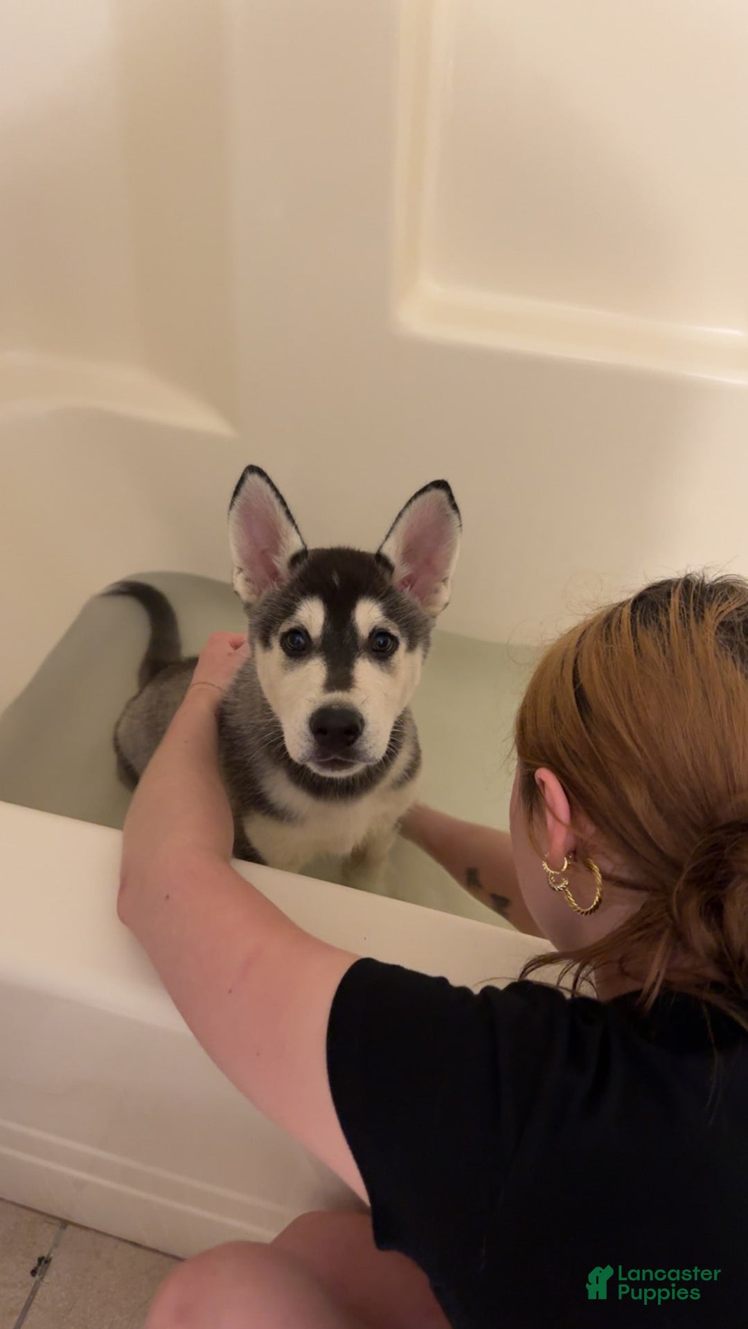Gerberian Shepsky dogs for sale: Stormy - Image 4