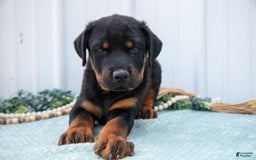 Rottweiler dogs for sale: Rottweiler 7 puppies - Image 5