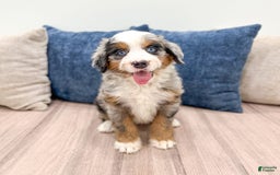 Mini Bernedoodle dogs for sale: Heidi - Image 10